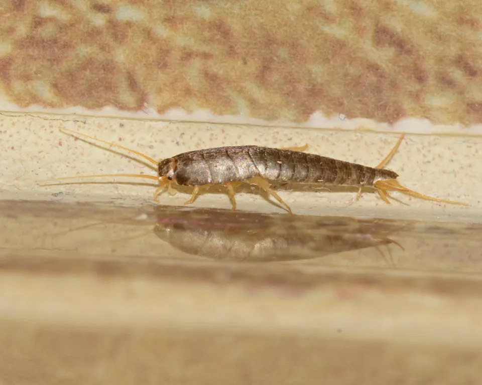 Insectes en cuisine / salle d’eau
