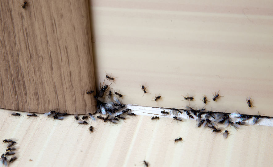 Fourmis
