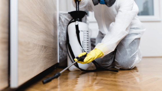 Nuisibles dans un local professionnel : obligations HACCP et traitement d'urgence