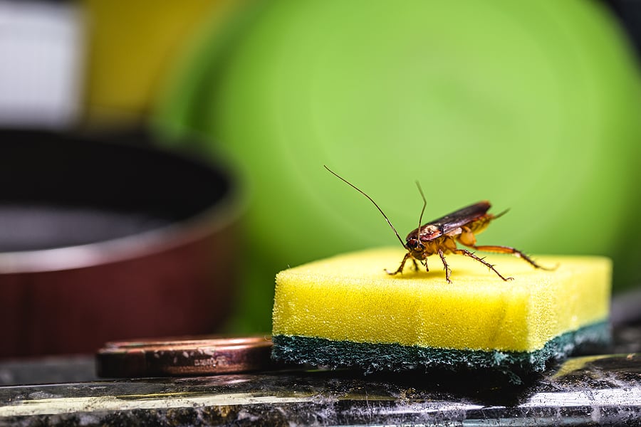 Présence de cafards et blattes : que faire pour s'en débarrasser