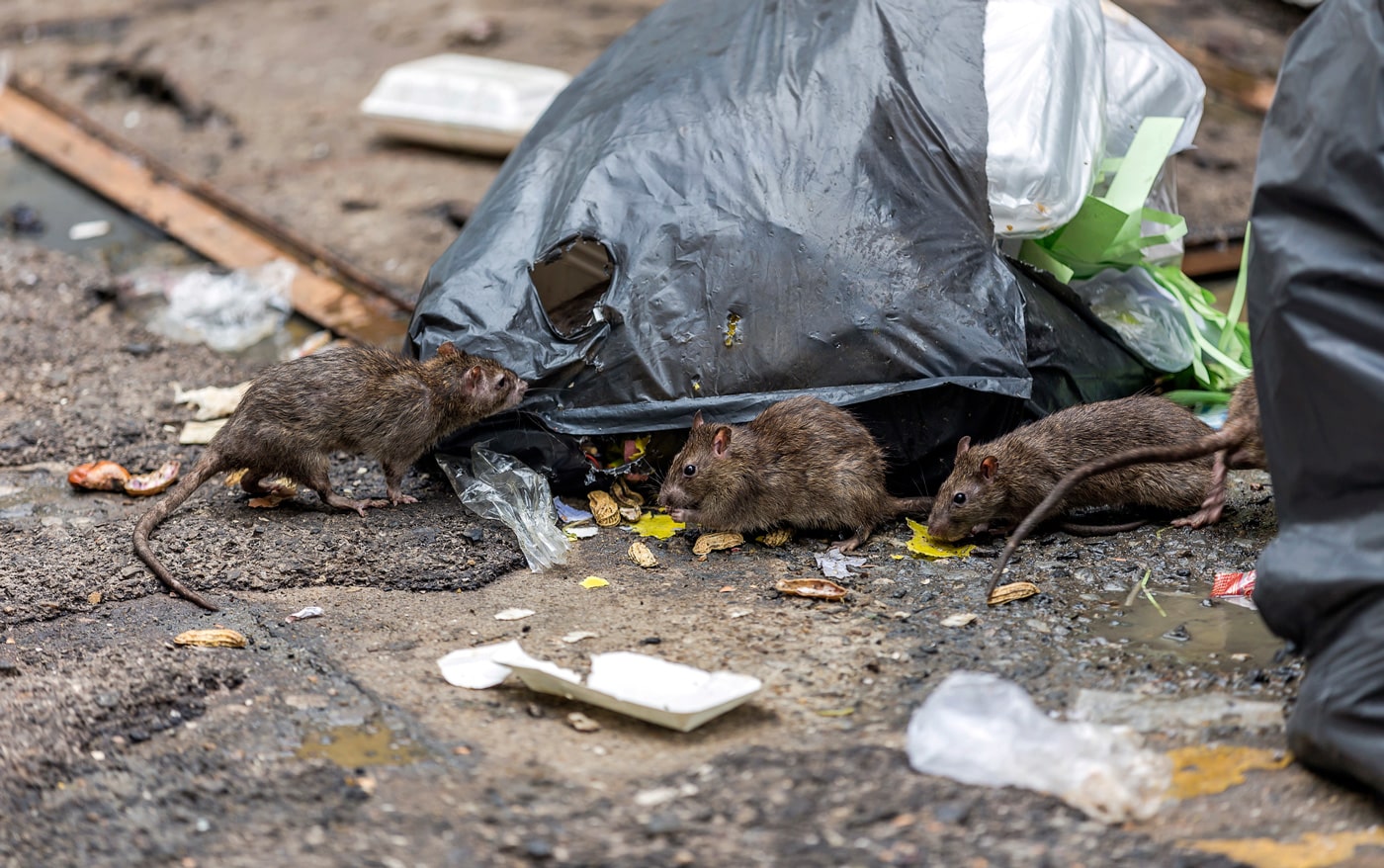 Présence de rats