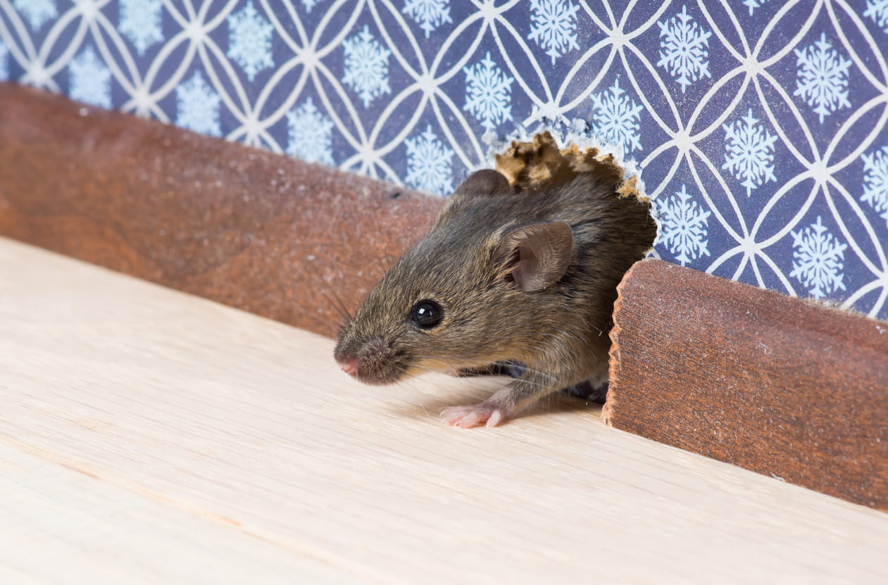 Présence de souris : comment les reconnaître et s'en débarrasser