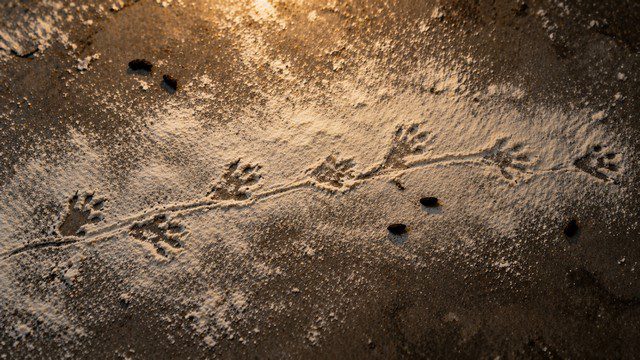 Traces dans cave ou garage